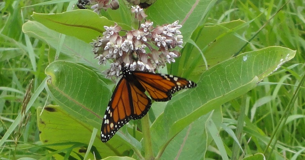 crp pollinator seed