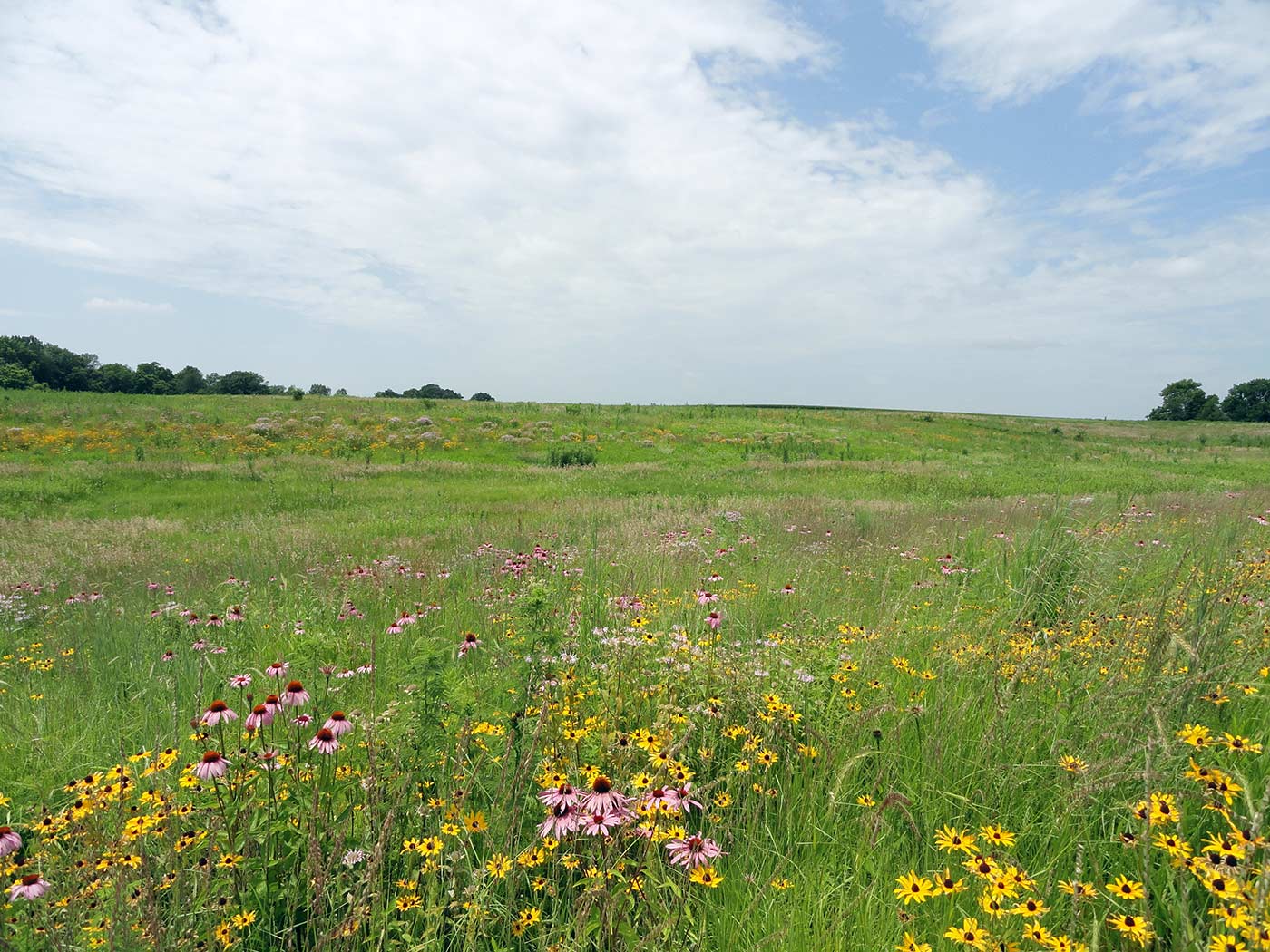 Pheasants Forever CRP seed | CRP seed purchase | CRP seed companies