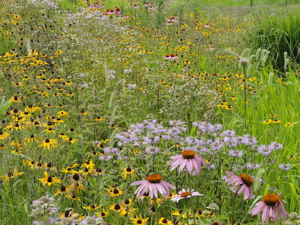 Pre Approved Native Grass Flower Seed Mix