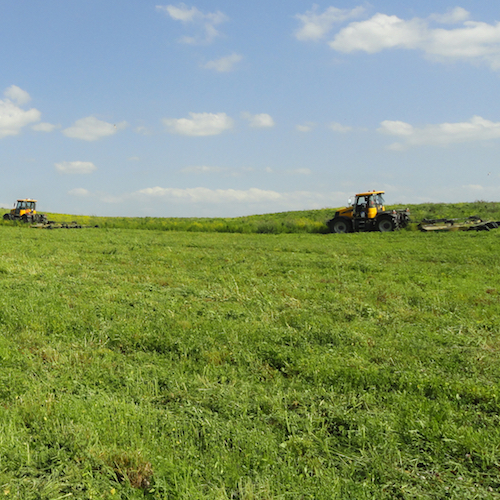 CRP grass seed | native grass and forb seed