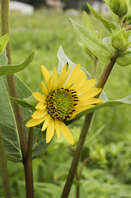 Rosinweed CRP Seed