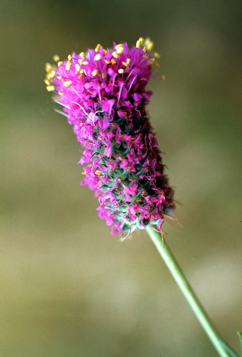 Purple Prairie Clover CRP