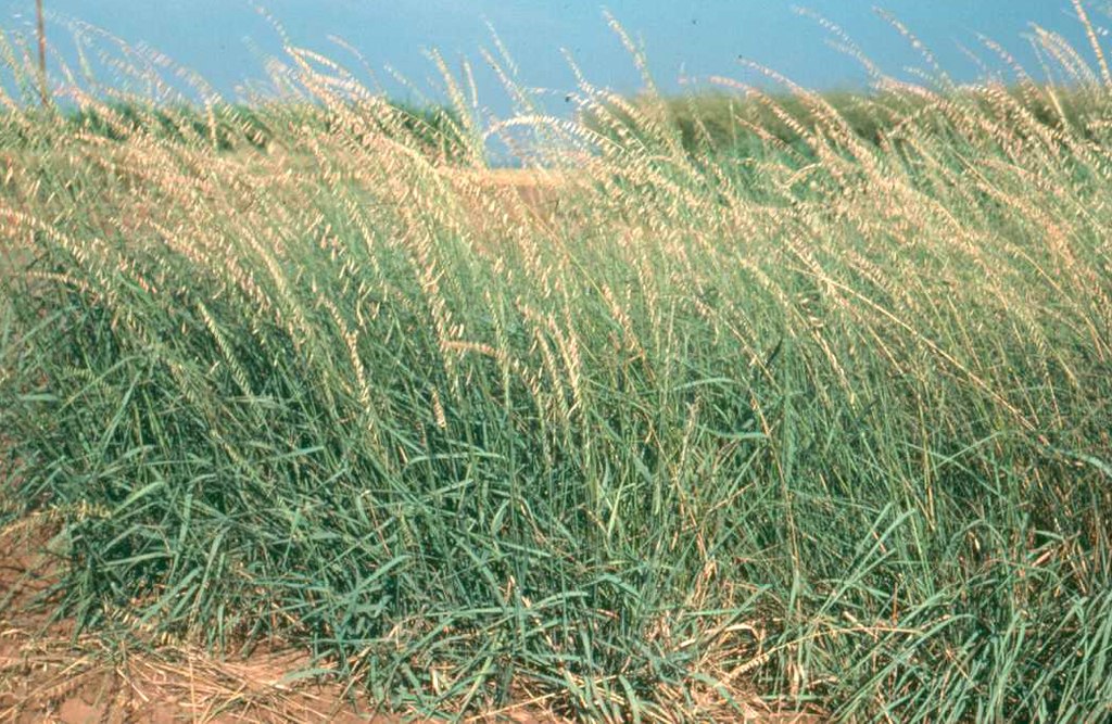 Sideoats Grama native grass used in erosion control for the CRP