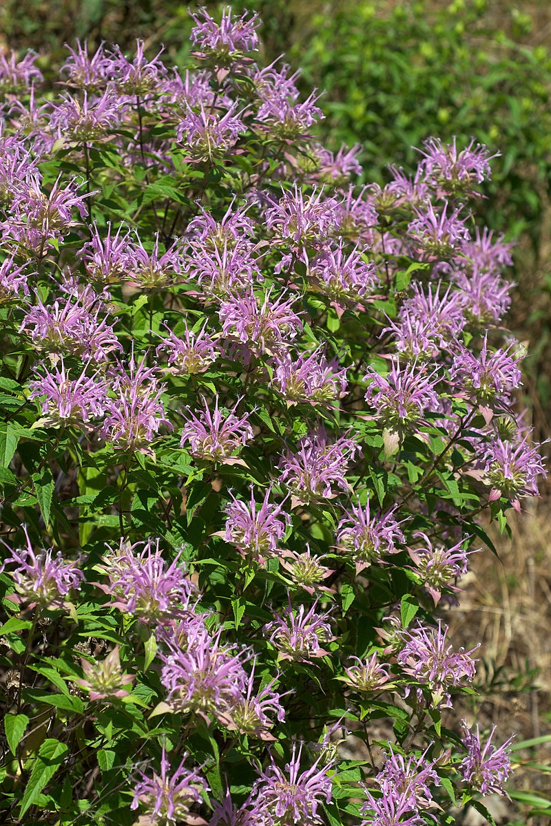 Wild Bergamot | CRP