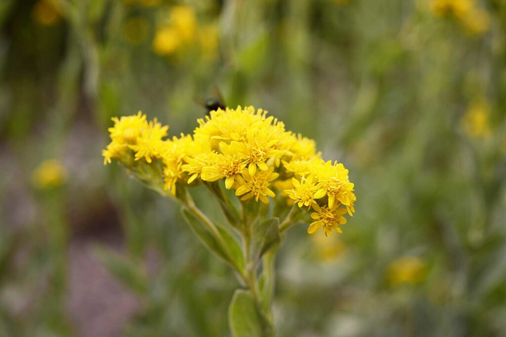 Stiff Goldenrod Solidago Rigida