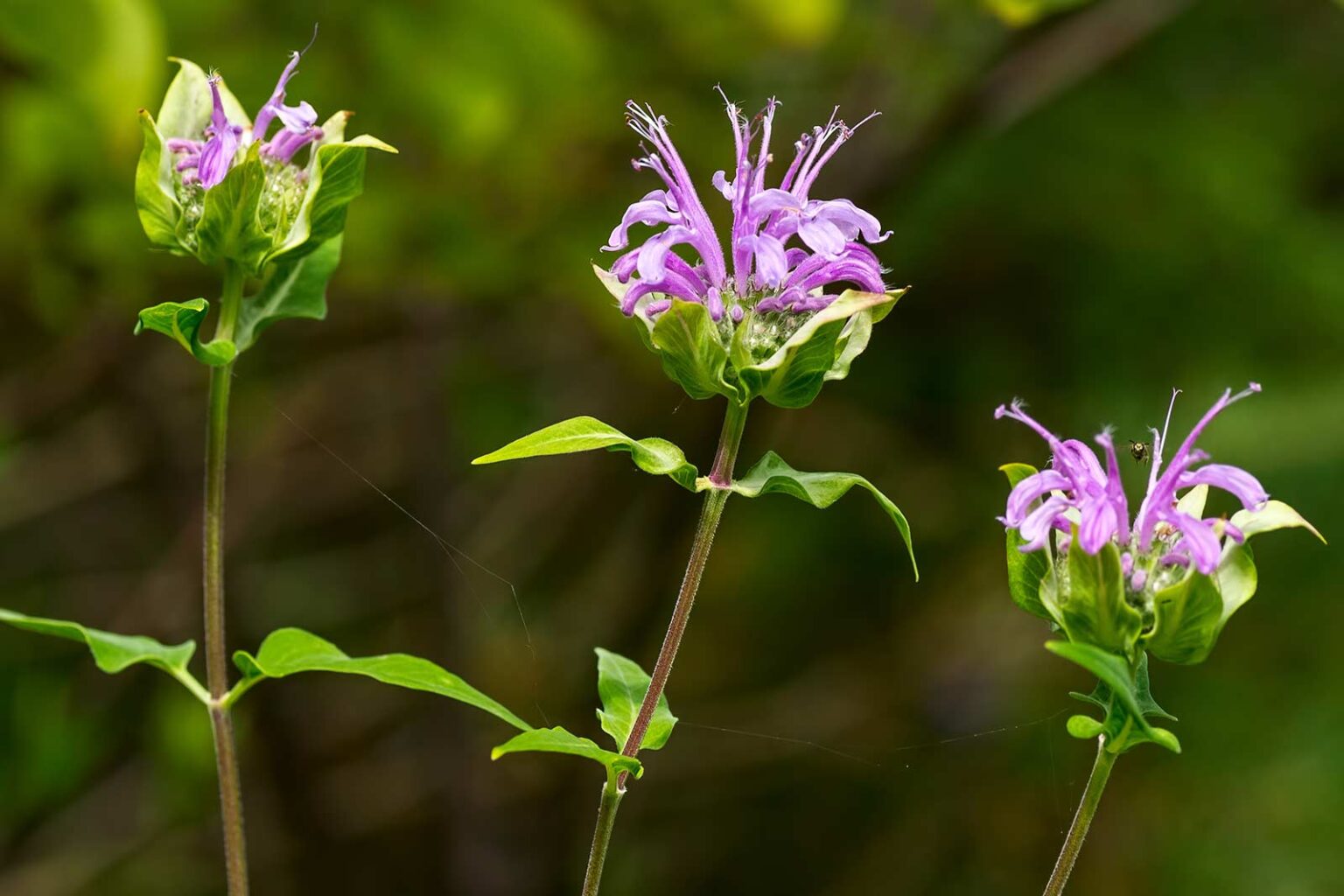 Plant of the month Wild Bergamot (Monarda fistulosa) All Native Seed