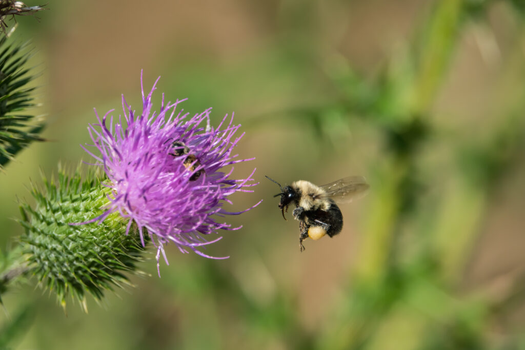 Bee flying to wildflower