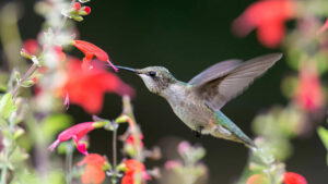 Hummingbird wild flower pollinator