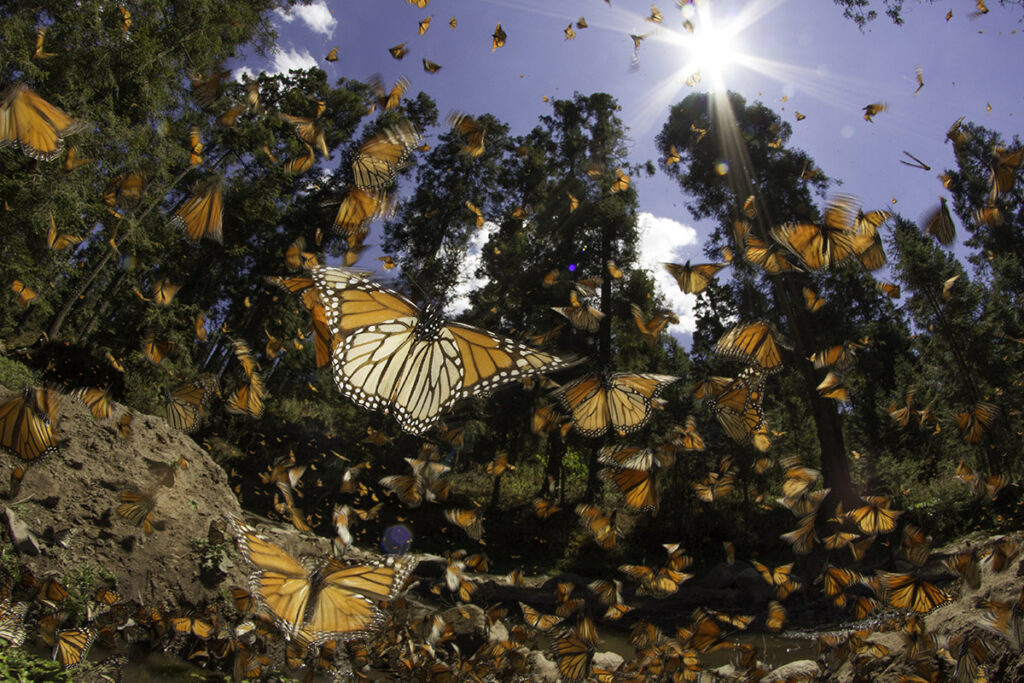 Monarch Butterflies Pollinators