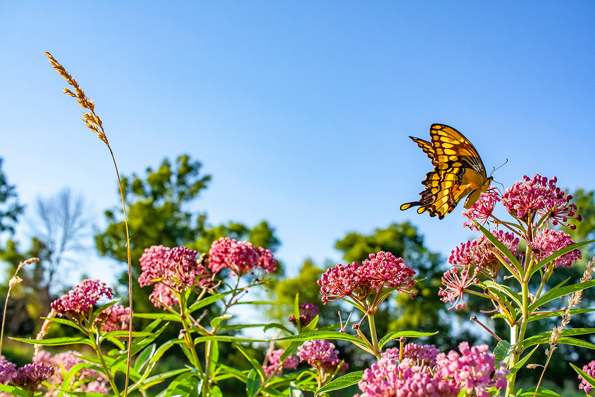 What Plants Do Pollinators Love? All Native Seed, LLC