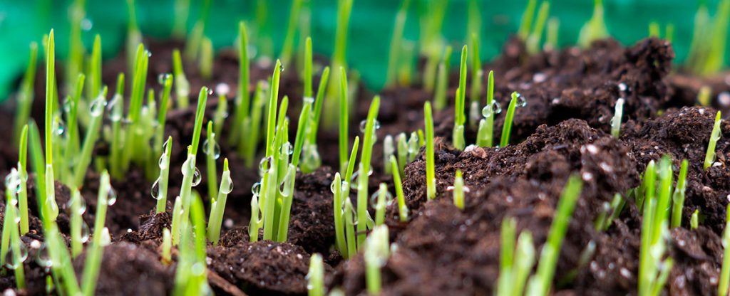 Grass Crops