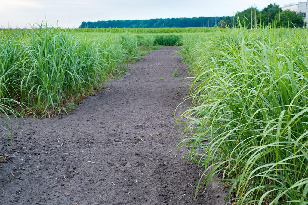 Switchgrass for Biochar - All Native Seed