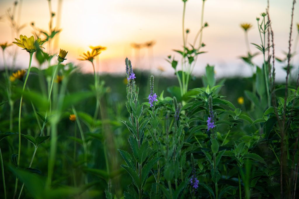 Midwest Native Plants All Native Seed