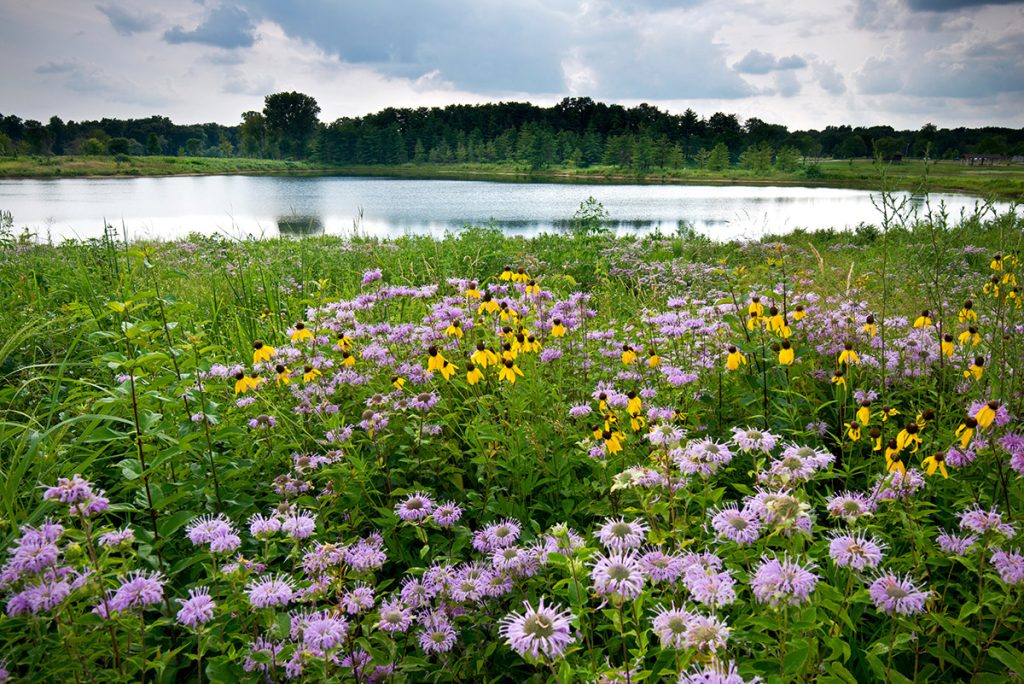 CRP Seed Mixes - Native Plants