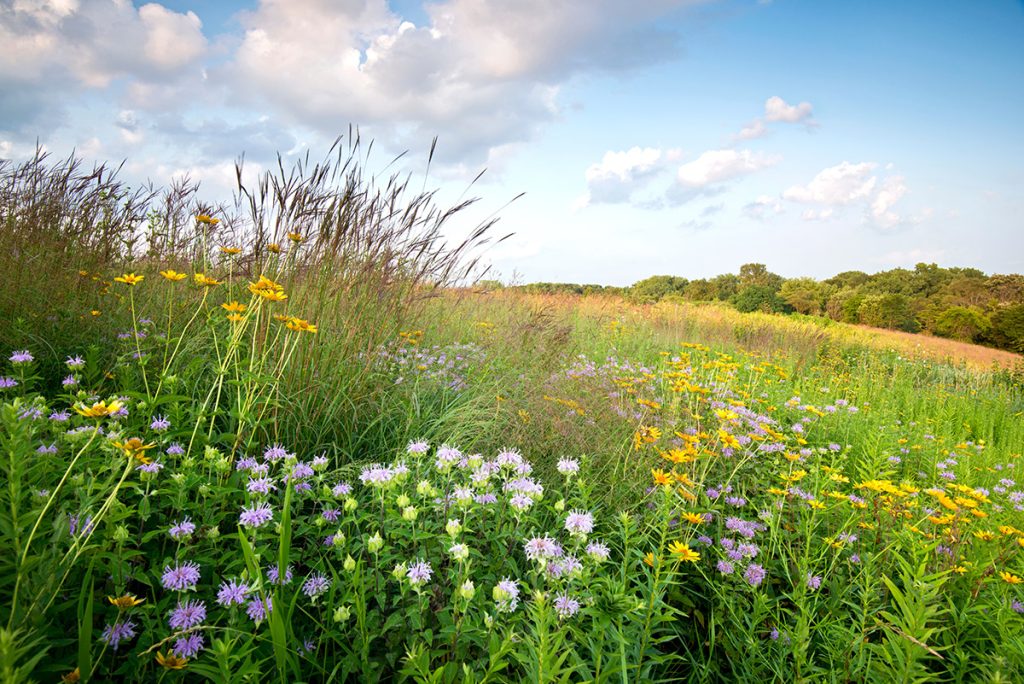 Choosing the Right CRP Seed Mix - All Native Seed


