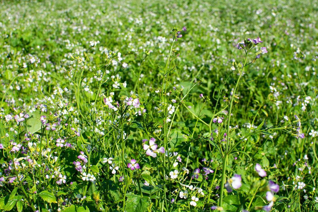 Understanding Cover Crops - All Native Seed