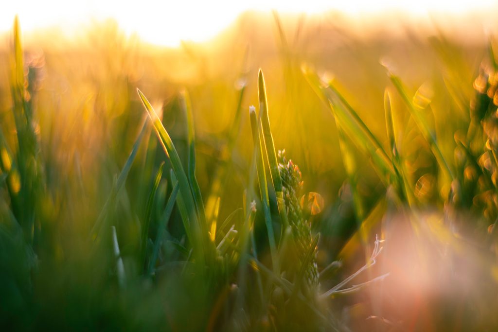 Grass Cover Crops for CRP