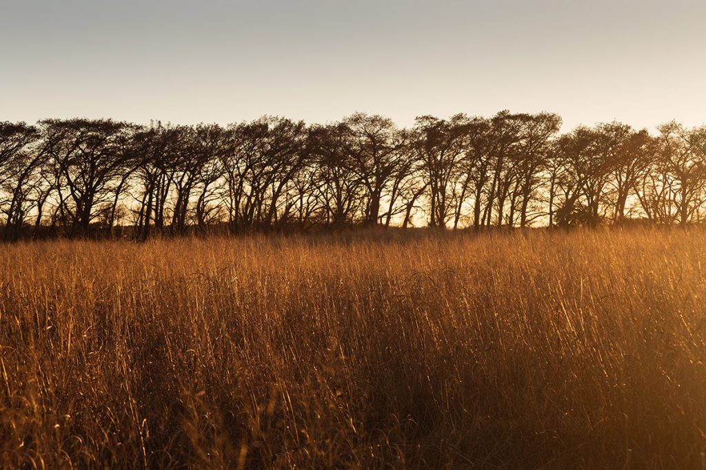 What is the Future of Switchgrass in Bioenergy