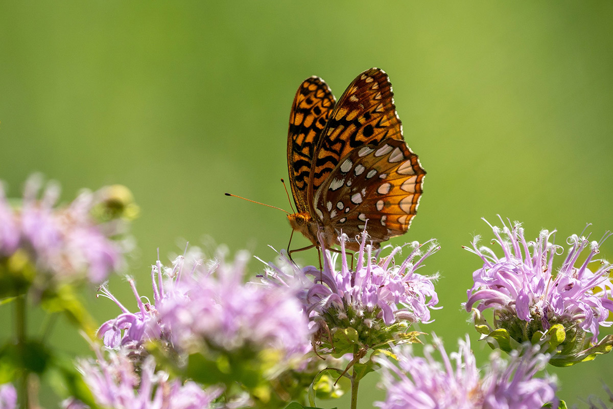 what-can-i-plant-for-my-crp-project-all-native-seed-llc