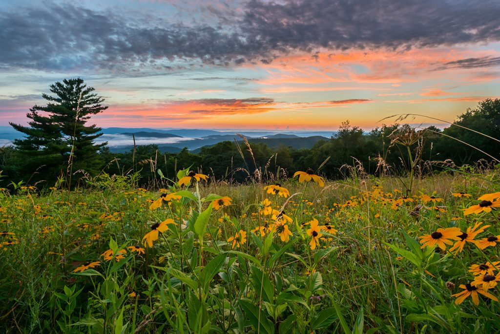 Do I Need a Mix of Annual, Biennial & Perennial Plants for CRP?