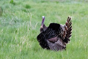 Eastern wild turkey - effect of native grasses on wildlife