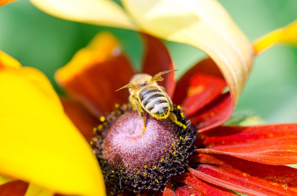 Bee on Black-eyed Susan - How Wildflowers Help Pollinate Your Farm