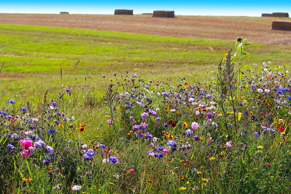Native Seeds and Wild Flowers on Farmland Border