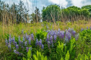 What Plants are Best for Carbon Sequestration