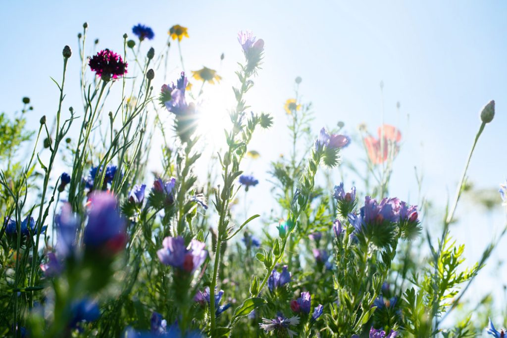 sunrise wild flowers