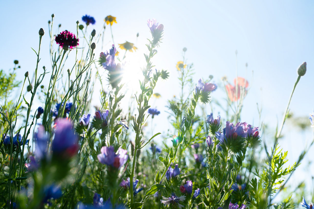 The Beauty of Wildflowers. A field of flowers filled with life