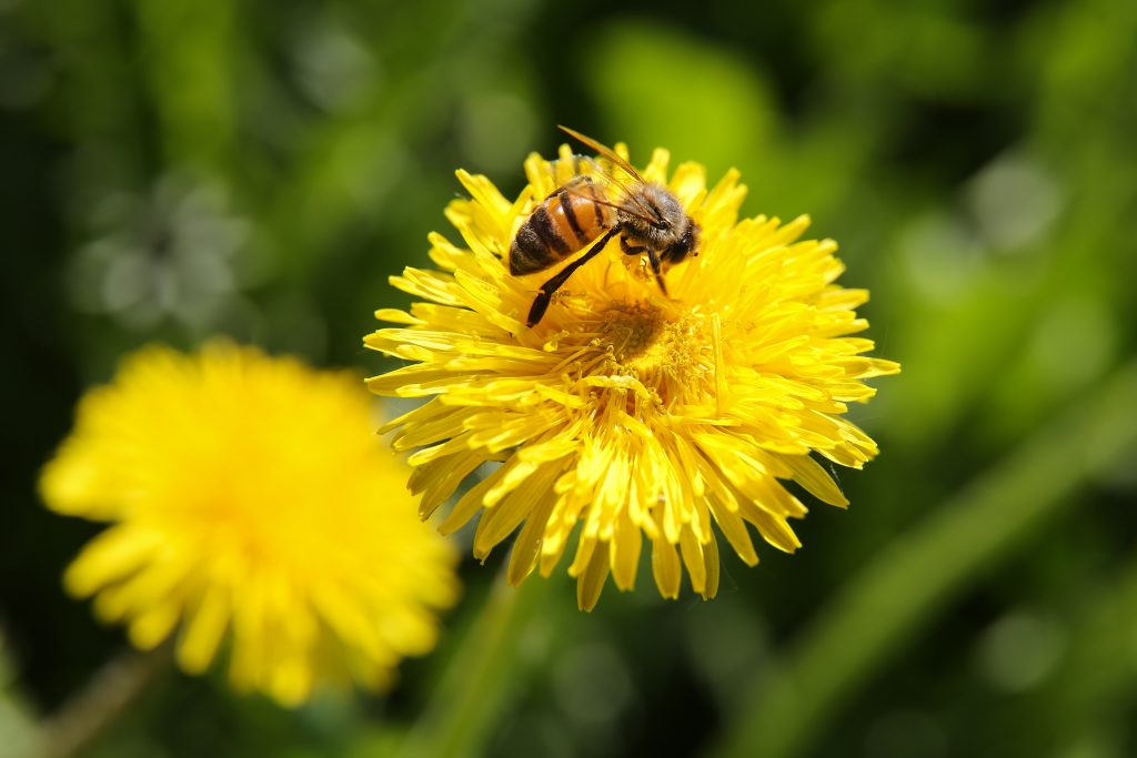 Protect Your Pollinators