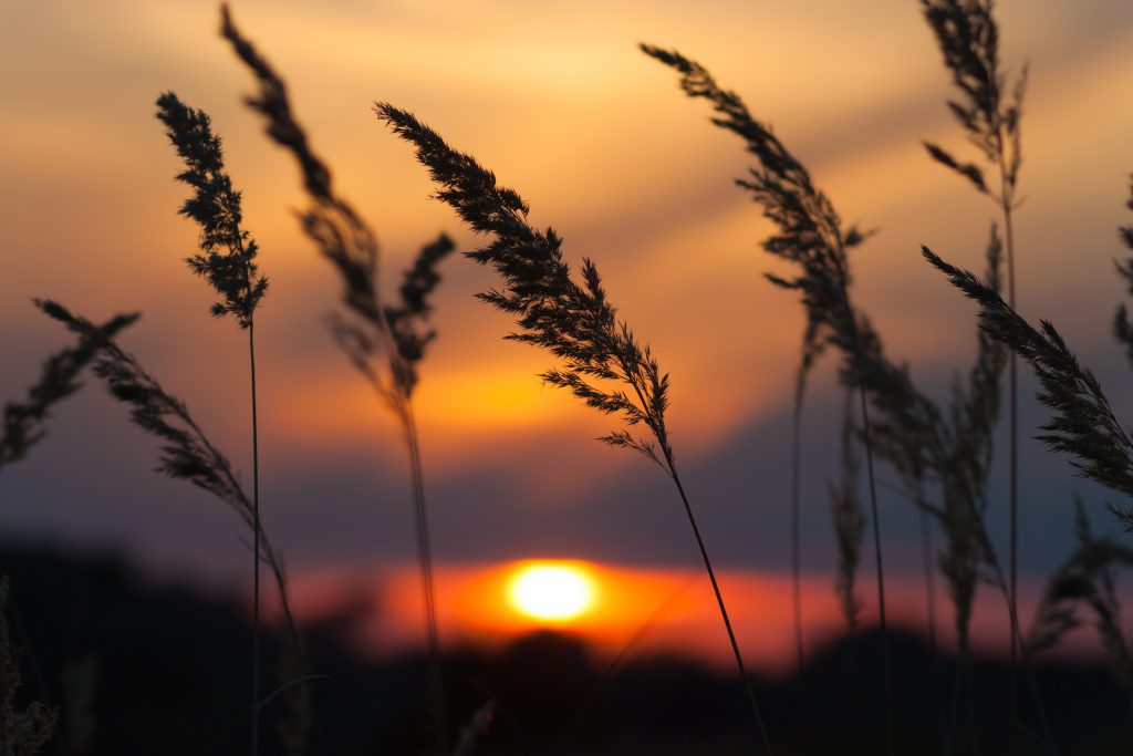 Wild flowers - perennial grass , herbs against a red dramatic sunset, natural background. Bright sun on horizon