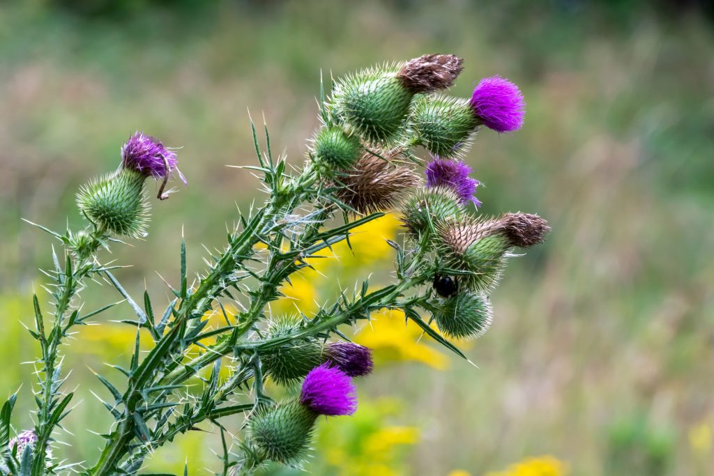 What are Noxious weeds 