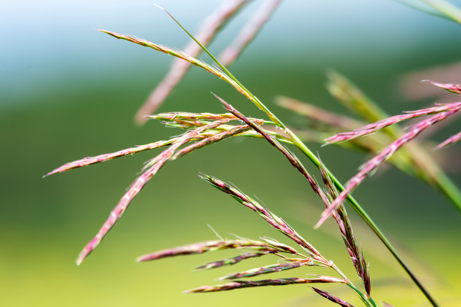 Big Bluestem Grass is a native grass species native to North America and common amongst many CRP mixes you’ll find. Renowned for its robust root system and striking blue-green foliage, this native grass species plays a pivotal role in curbing land erosion, restoring degraded landscapes, and fostering local ecosystems. Its frequent use in land conservation projects underscores its significance as a natural solution for stabilizing soil, enhancing agricultural practices, and promoting biodiversity.