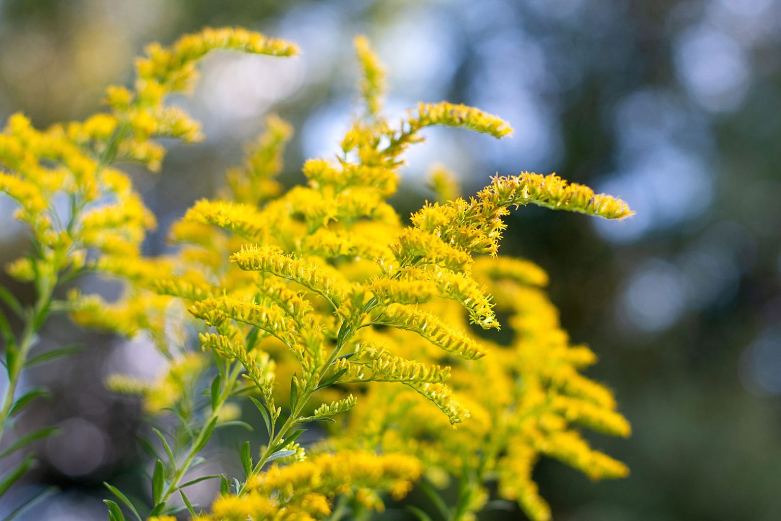 Goldenrod: A Burst of beauty in the Fall, and an ecological importance ...