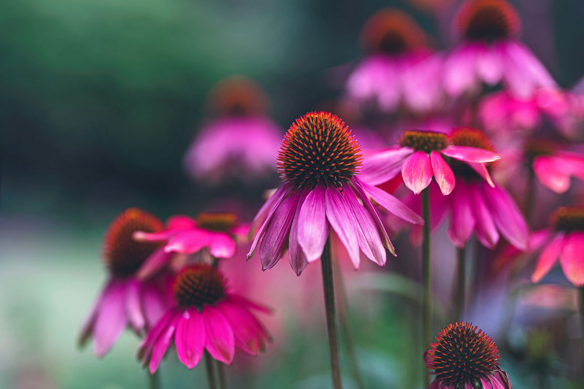 Plant of the month - The Purple Coneflower, a beautiful addition to the  fall landscape - All Native Seed, LLC