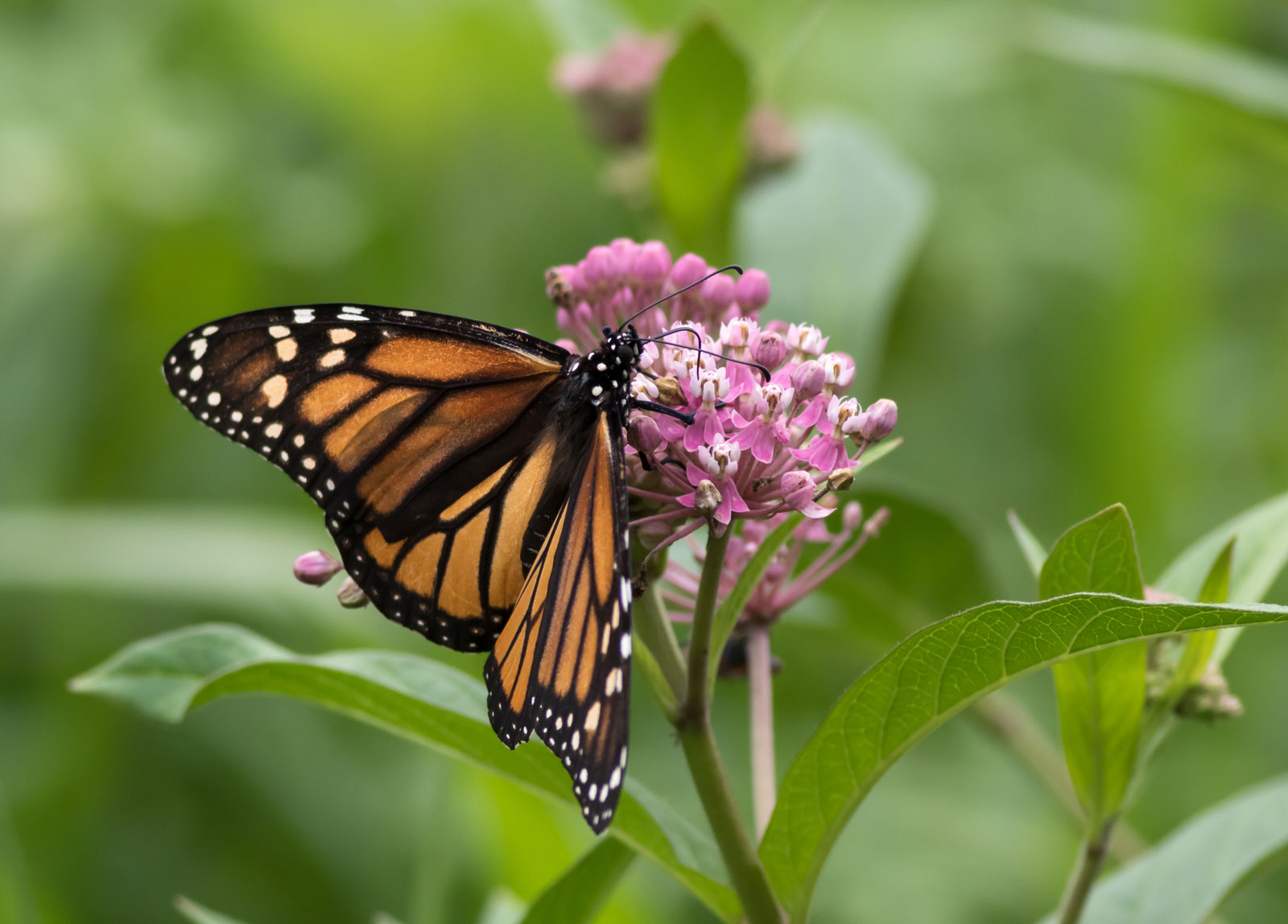 Botanical Spotlight: Unveiling the Wonders of Milkweed for Conservation ...