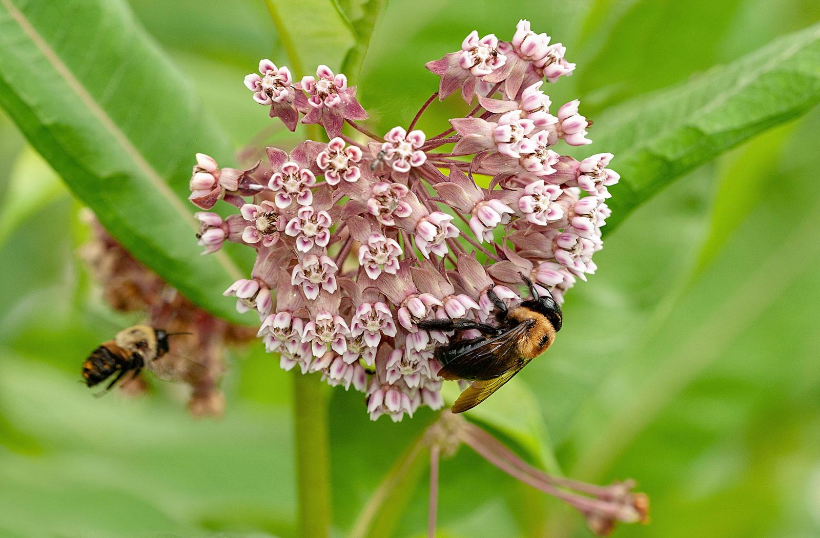 Native Forbs, Herbaceous Flowers