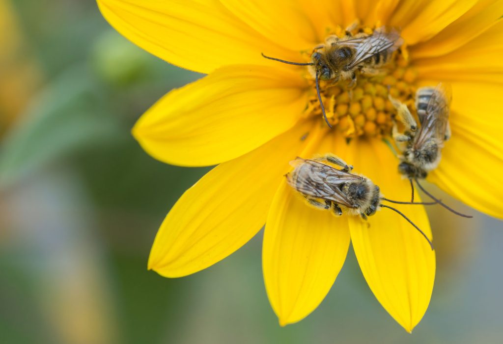 How Pollinator Habitat Enhances Biodiversity on Your Land