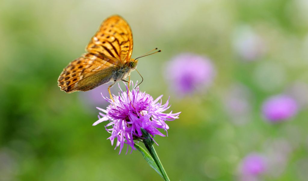 How Pollinators Help Biodiversity