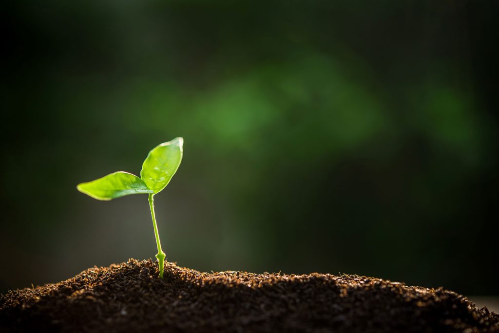 Seed growing in dirt after stratification