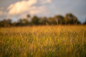 How to Maximize CRP Benefits with Proper Seed Mixes