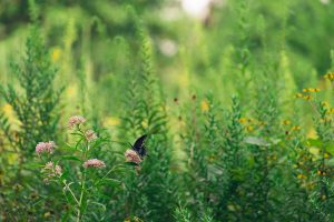 The Economic Impact of Pollinators on Agriculture