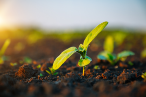 Steps to Ensure High Germination Rates for Your CRP Seeds