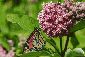 Why Milkweed is Crucial for Monarch Butterfly Conservation