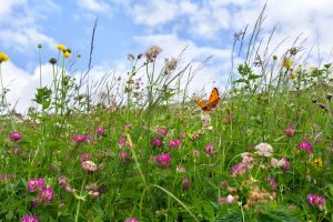 Creating a Year-Round Habitat for Pollinators with Native Plants 