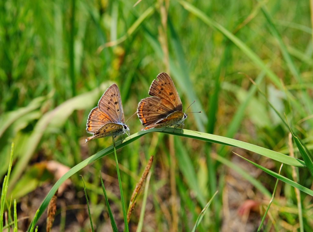 Exploring the Relationship Between Native Plants and Local Wildlife