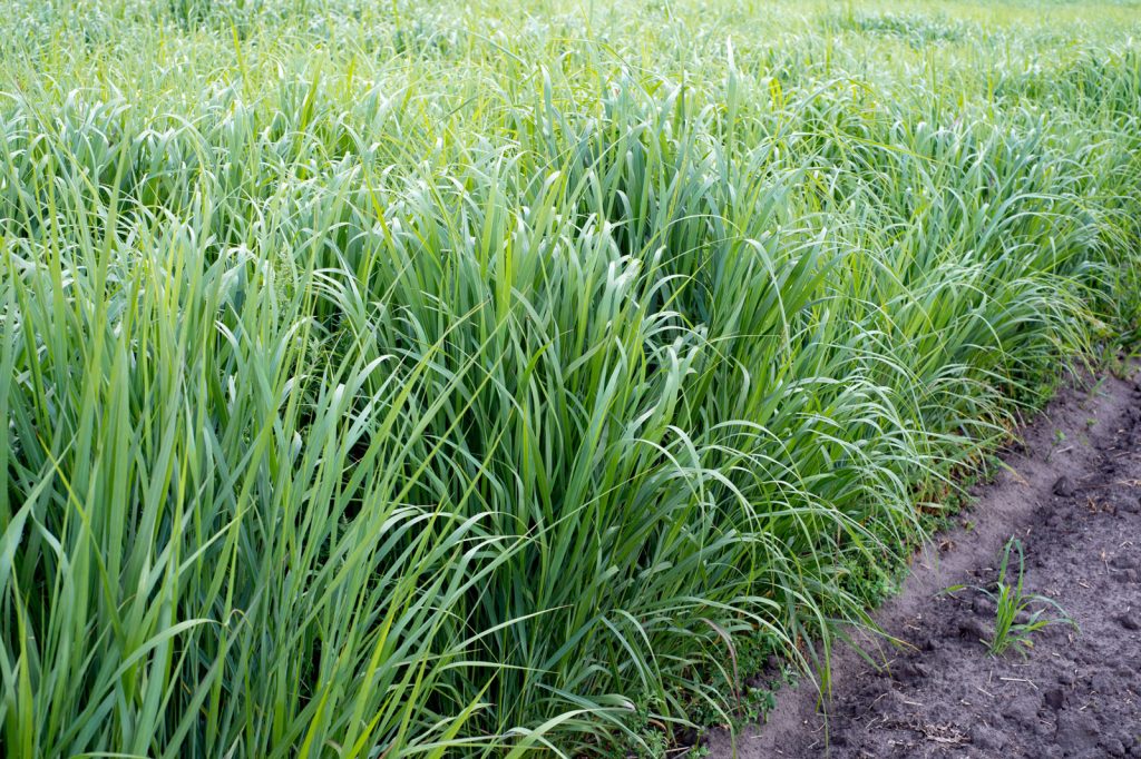 How to Transition from Cool-Season to Warm-Season Grasses 