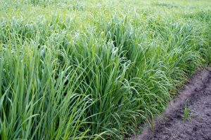 How to Transition from Cool-Season to Warm-Season Grasses