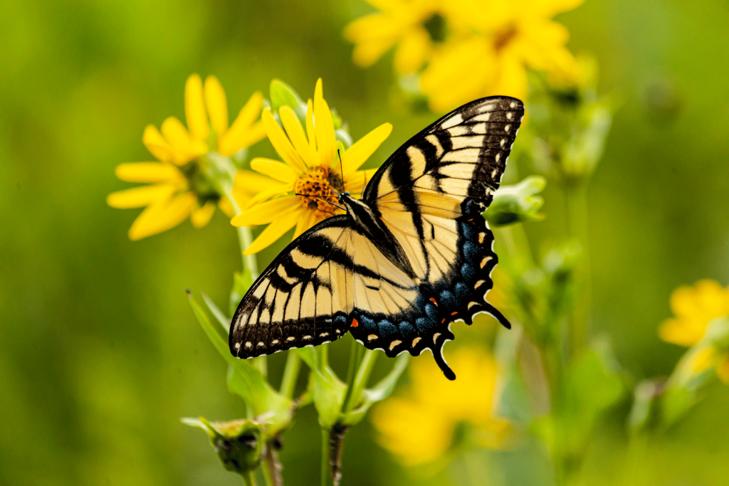 How CRP Programs Help Combat Climate Change